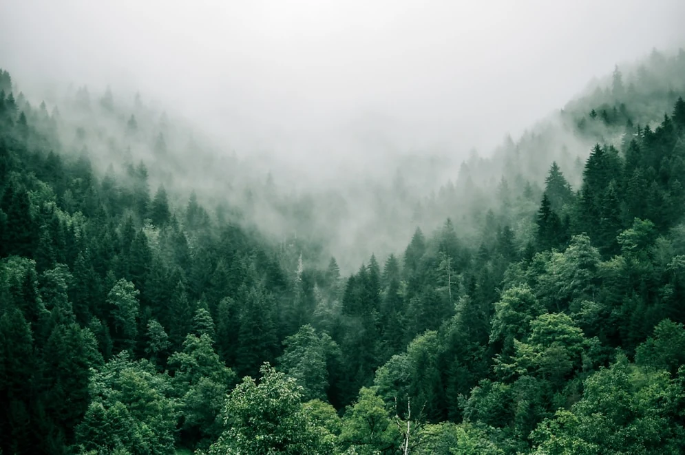 Forest imagery from the Trees for Pets case study